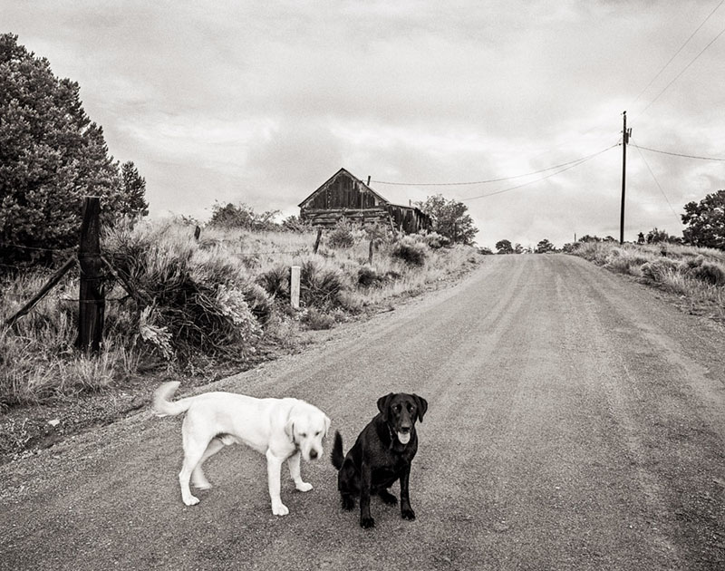Pietown Dogs Two dogs, one white and one black, on a dirt road leading to an old barn.
