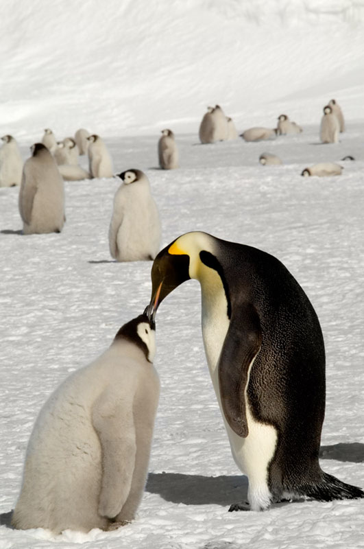 WC-emperor-chick Emperor Penguin Feeding Chick