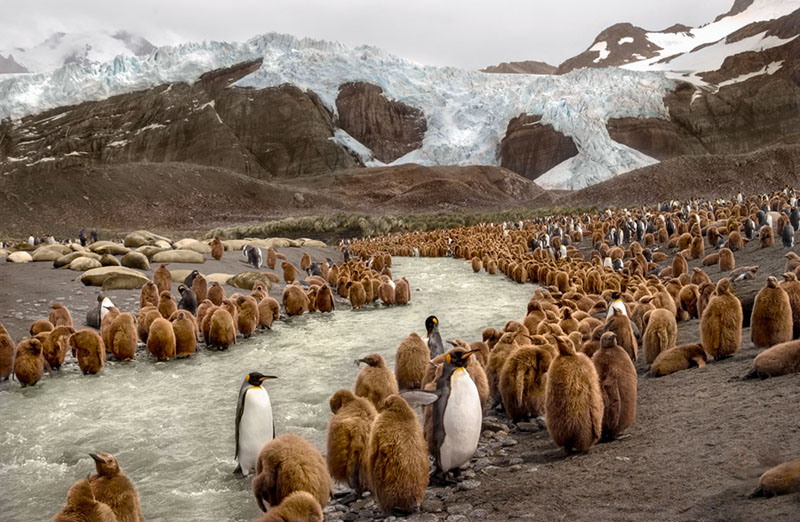 WC-king-penguins Emperor Feet