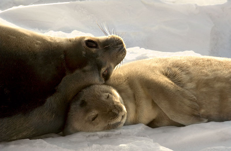 WC-weddell-seals Emperor Feet