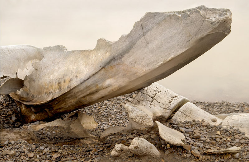 WC-whale-bone Emperor Feet