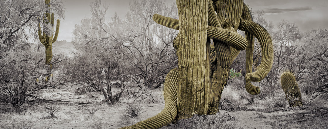 Panorama of giant cactus and smaller trees. Some clouds.