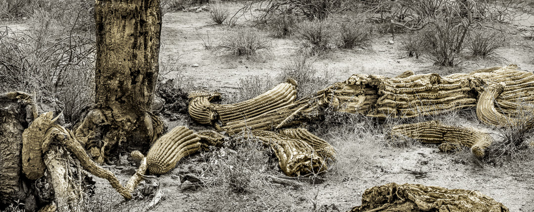 Panorama of dead cactus in pieces on ground. No sky visible.