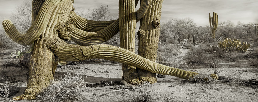 Panorama of giant cactus. Some clouds.