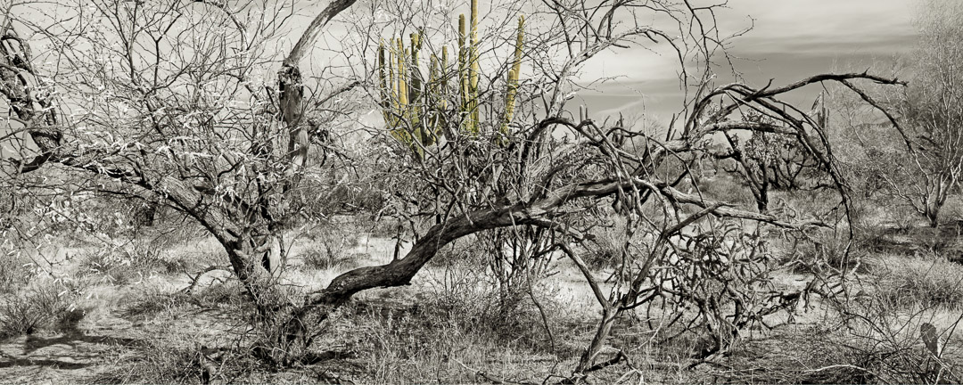 Panoramic of both dead and living cactus. Some clouds.