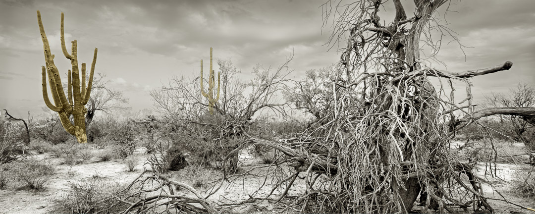 Panoramic of both dead and living cactus. Some clouds.