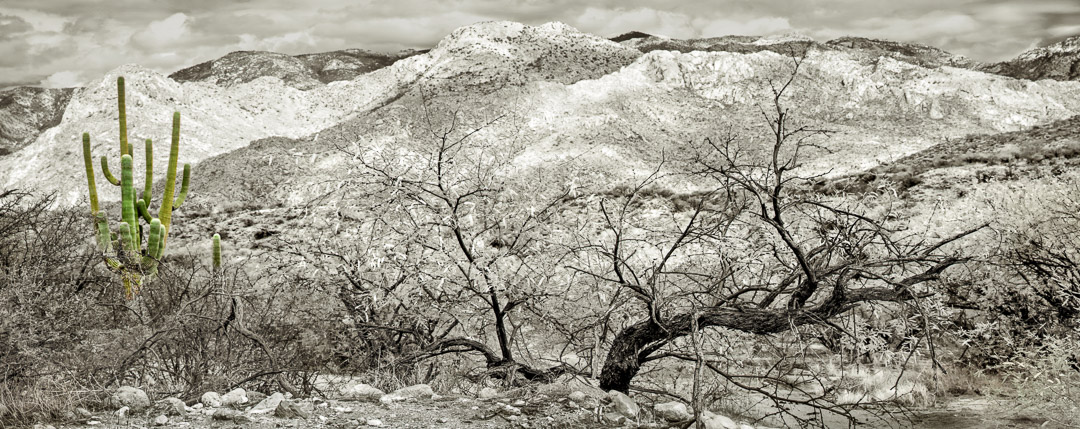 Panorama of cactus and dead trees in front of hilly desert landscape.