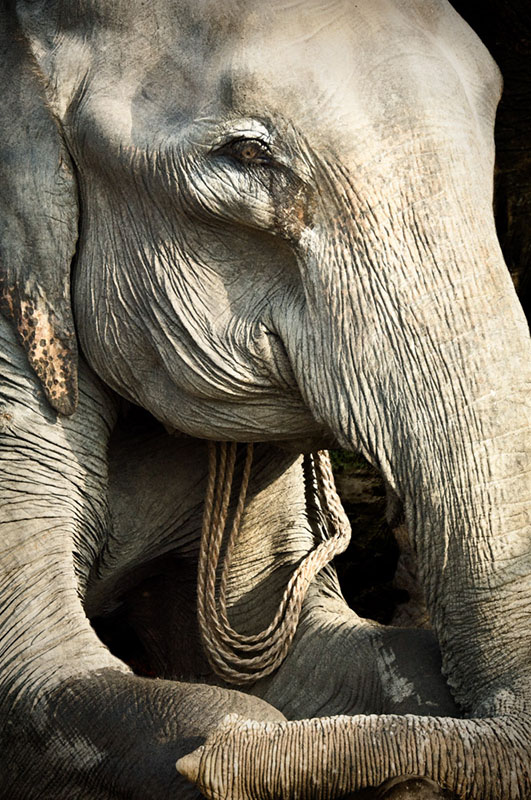 jungle-ind_elephant Crevasse Ceiling