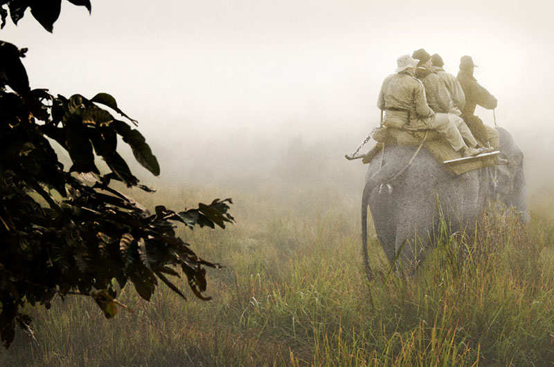 jungle-kaziranga Crevasse Ceiling