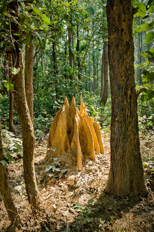 jungle-termite Crevasse Ceiling
