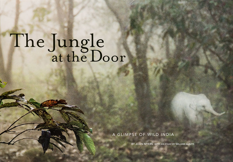 The Jungle at the Door The Jungle at the Door bookcover