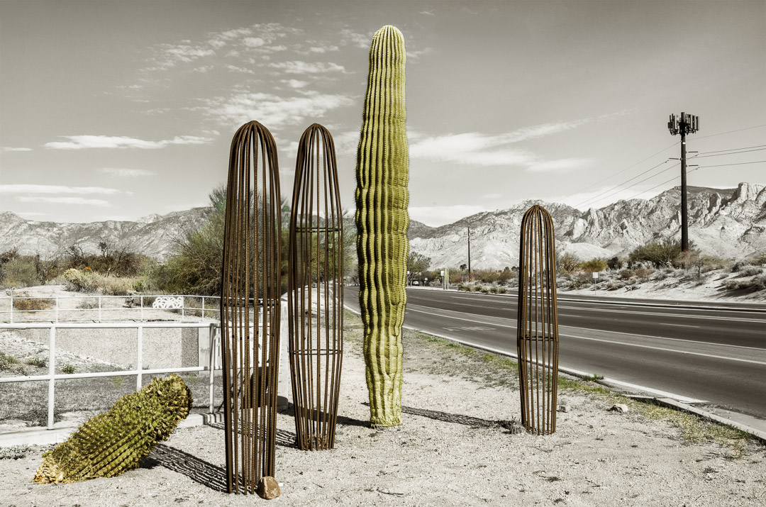 Real cactus next to metal cactus sculptures. All next to road near small mountians.